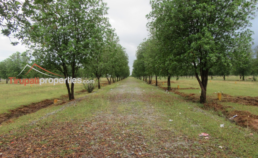 DTCP Approved Plots for Sale at Pangur to Sri Kalahasthi 100’ft Road